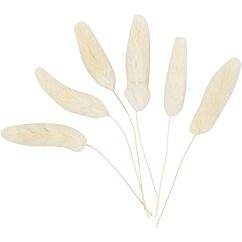 Koristeheinä Jänönhäntä, 3-7cm, 6kpl