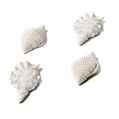 Valkoiset simpukat glitterillä, 4 kpl.