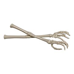 Luuranko Käsivarsi, Valkoinen, 2 kpl