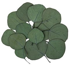 Aidot Eukalyptuksen Lehdet, 15 kpl