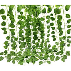 Muratti-lehtiköynnöksiä, joista voi tehdä viherseinän. 10 kpl á 2,1 m.