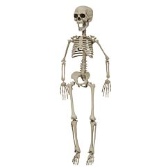 Skelett, Plast, 76cm