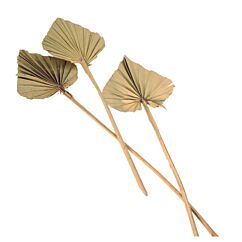 Palmunlehti – Palm Spear, 55cm, Puuteriroosa, 10 kpl.