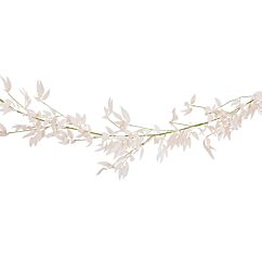 Vaaleanpuniainen lehtiköynnös, Ruskus, 1.9M