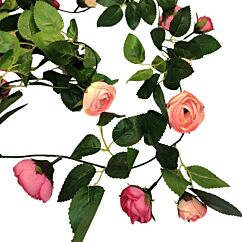 Rosranka - Pierre De Ronsard, 2,3m