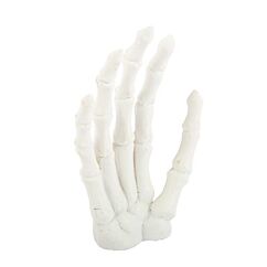 Skeletthand - Vit, 12cm