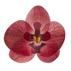 Ätbara våffelblommor - Burgundy Orchid, 10 st