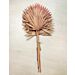 Kuivatut Palmunlehdet, Sun Spear, 55cm, Puuteriroosa, 10 kpl